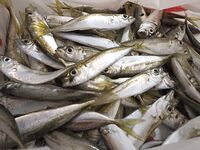 Морская рыбалка в Геленджике и Кабардинке: летом у берега мельчает, дальняк рулит