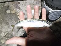 Морская рыбалка в Геленджике и Кабардинке: летом у берега мельчает, дальняк рулит