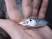 Морская рыбалка в Геленджике и Кабардинке: летом у берега мельчает, дальняк рулит