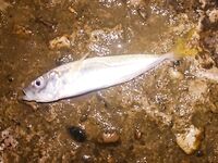 Утро с ветром с моря: шпроты на месте, ставрида покрупнее мелькает — С&R сетап