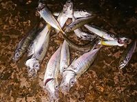 Утро с ветром с моря: шпроты на месте, ставрида покрупнее мелькает — С&R сетап