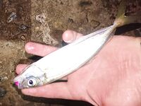 Ночная серия на бунах: светлые цвета по ставриде, «малыши» скорпены и горбыль