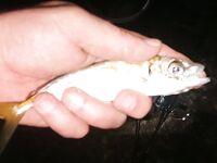 Ночная серия на бунах: светлые цвета по ставриде, «малыши» скорпены и горбыль