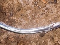 Ночная серия на бунах: светлые цвета по ставриде, «малыши» скорпены и горбыль