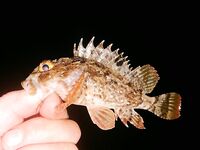 Ночная серия на бунах: светлые цвета по ставриде, «малыши» скорпены и горбыль