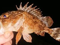 Ночная серия на бунах: светлые цвета по ставриде, «малыши» скорпены и горбыль