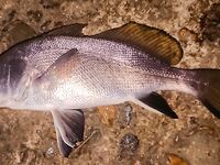 Ночная серия на бунах: светлые цвета по ставриде, «малыши» скорпены и горбыль