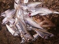 Ночная серия на бунах: светлые цвета по ставриде, «малыши» скорпены и горбыль