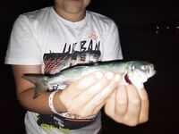 Лермонтово: сын открыл сезон — луфарь с пирса и горбыль на песке на 1.5 г