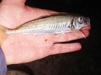 Вечер на бунах: мелкая ставрида, затем донка по ершу и два горбыля — один ушёл