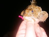 Вечер на бунах: мелкая ставрида, затем донка по ершу и два горбыля — один ушёл