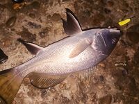 Вечер на бунах: мелкая ставрида, затем донка по ершу и два горбыля — один ушёл