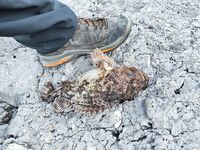 Ночной рекорд по скорпене: 800 г на креатуру и отводной — в желудке два краба