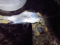 Выход за горбылём: крючок №4, карась сошёл на минимум, горбыльки отпущены