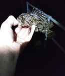 Геленджик, первый день: искупался, поужинал и к камням со спином