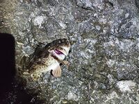 Геленджик, первый день: искупался, поужинал и к камням со спином