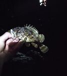 Геленджик, первый день: искупался, поужинал и к камням со спином