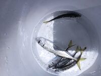 Ставрида до 23, потом отводной: мелкий горбылик и карась без скорпены