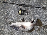 Новый Свет, два горбыля: долгий вываживатель и визг фрикциона