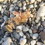 Лдзаа, утро и вечер: скорпенки, горбыльки и самодур по ставриде