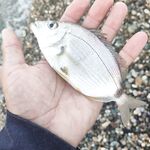 Лдзаа, утро и вечер: скорпенки, горбыльки и самодур по ставриде