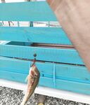 Волна и муть с утра: поклёвок много, карась стаскивает маракую