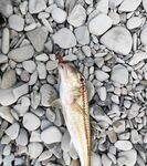 Волна и муть с утра: поклёвок много, карась стаскивает маракую