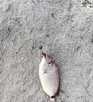 Волна и муть с утра: поклёвок много, карась стаскивает маракую