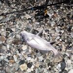 Лдзаа вечером и вопрос по Адлеру: скорпены, горбыльки и самодур