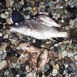 Лдзаа вечером и вопрос по Адлеру: скорпены, горбыльки и самодур