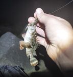 Снова слабовато, но не ноль: пустые тычки и пара реализованных