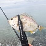 Лазаревское сегодня: ставрида потихоньку укрупняется и это радует