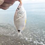 Лазаревское сегодня: ставрида потихоньку укрупняется и это радует