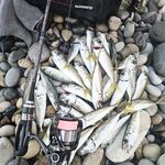 Лазаревское сегодня: ставрида потихоньку укрупняется и это радует