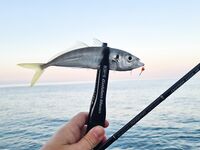 Сочи и Лазаревское: пара последних рыбалок по месту, рыба есть