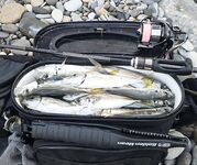 Сочи и Лазаревское: пара последних рыбалок по месту, рыба есть