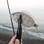 Сочи и Лазаревское: пара последних рыбалок по месту, рыба есть