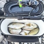 Сочи и Лазаревское: пара последних рыбалок по месту, рыба есть