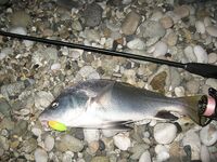 Воблеры работают: крэнки, шэды, минноу и даже свимбейты по морю