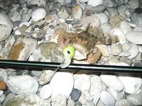 Воблеры работают: крэнки, шэды, минноу и даже свимбейты по морю