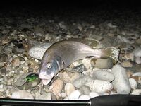 Воблеры работают: крэнки, шэды, минноу и даже свимбейты по морю