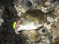 Воблеры работают: крэнки, шэды, минноу и даже свимбейты по морю