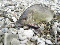 Воблеры работают: крэнки, шэды, минноу и даже свимбейты по морю