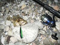 Воблеры работают: крэнки, шэды, минноу и даже свимбейты по морю