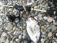 Воблеры работают: крэнки, шэды, минноу и даже свимбейты по морю