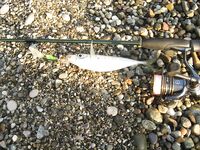 Воблеры работают: крэнки, шэды, минноу и даже свимбейты по морю