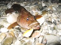 Воблеры работают: крэнки, шэды, минноу и даже свимбейты по морю