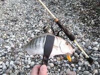 Воблеры работают: крэнки, шэды, минноу и даже свимбейты по морю