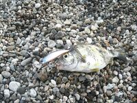 Воблеры работают: крэнки, шэды, минноу и даже свимбейты по морю