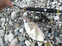 Воблеры работают: крэнки, шэды, минноу и даже свимбейты по морю